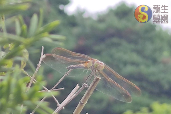 守护生命最后的栖息地：沈阳龙生墓园里的生死对话