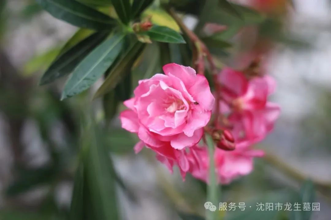 沈阳龙生墓园父亲节特辑｜把爱酿进时光