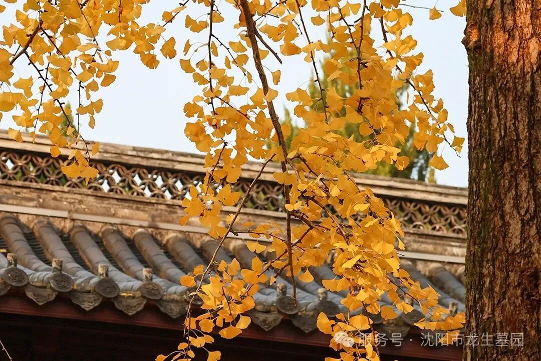 月满华诞，思念更长 | 沈阳龙生墓园代祭，一份家国同庆时的温暖托付