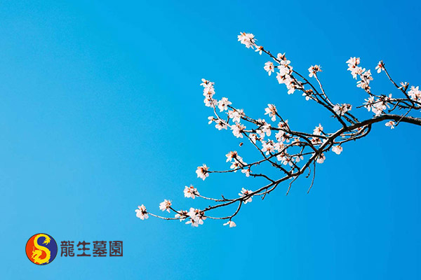 沈阳墓园生态葬有哪些?环保与节地的安葬选择! 沈阳墓园生态葬有哪些?环保与节地的安葬选择!